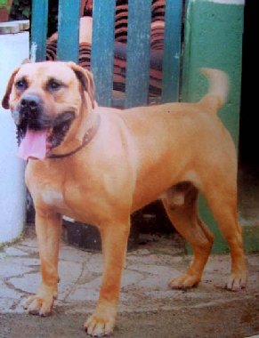 Sultan De canchas ibaken