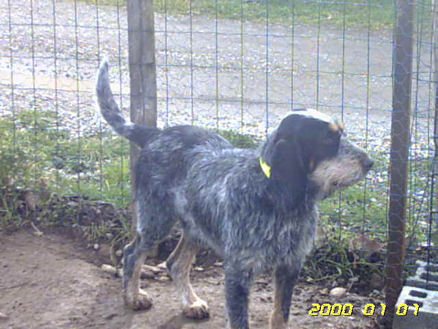 Tino des hauts de bogues