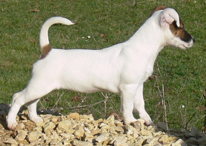 Ciska of Puppydogs Tails