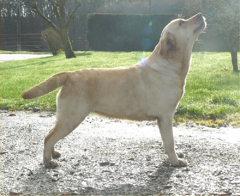 Circé Au pays du cadre noir