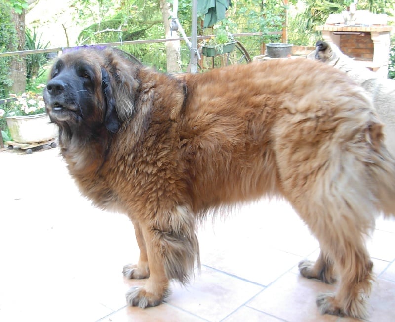 Publication : du jardin des Paulownias Auteur : Marie Paule MACCHI