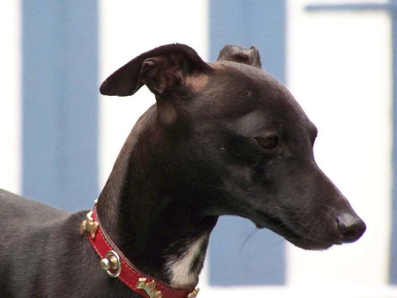 Falko du chien d'ebène