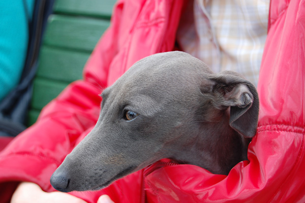 Publication : Letto Levretto Auteur : N. Fokina