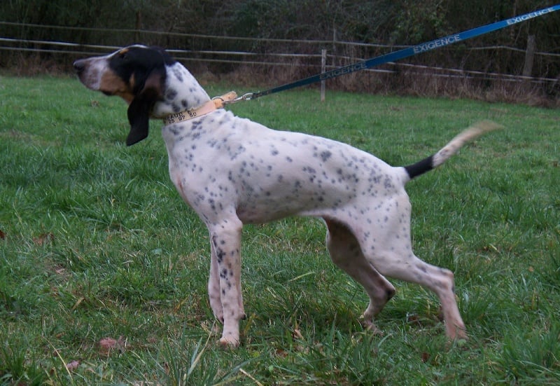 Eclipse Danse avec les Loups