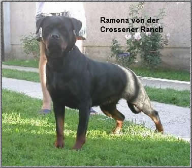 Ramona Von der crossener ranch