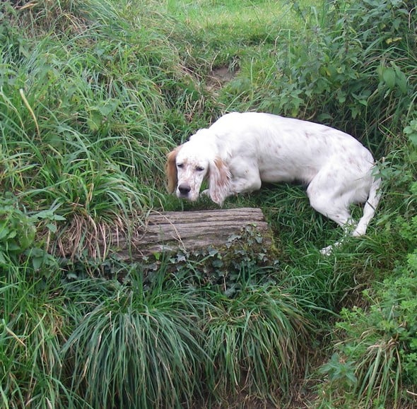 Dana de L'Echo de la Forêt