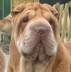 Publication : Qi Ming Xing 