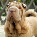 Publication : Qi Ming Xing 