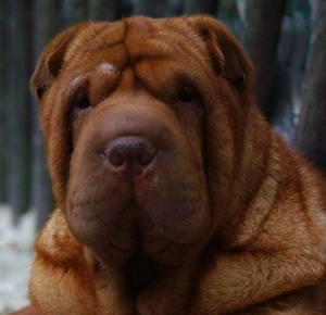 Publication : Qi Ming Xing 