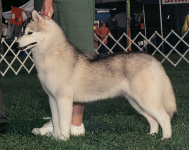 CH. Topaz Rite of passage