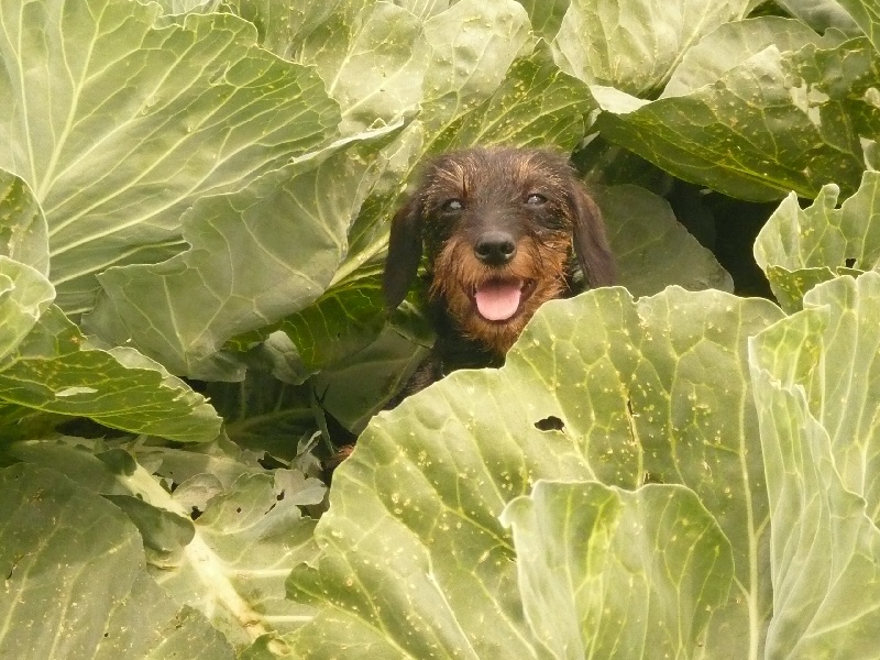 Publication : de la Bande à Bonnot 