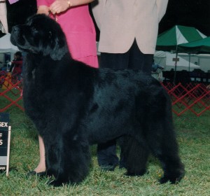 Midnight lady's Diorissimo