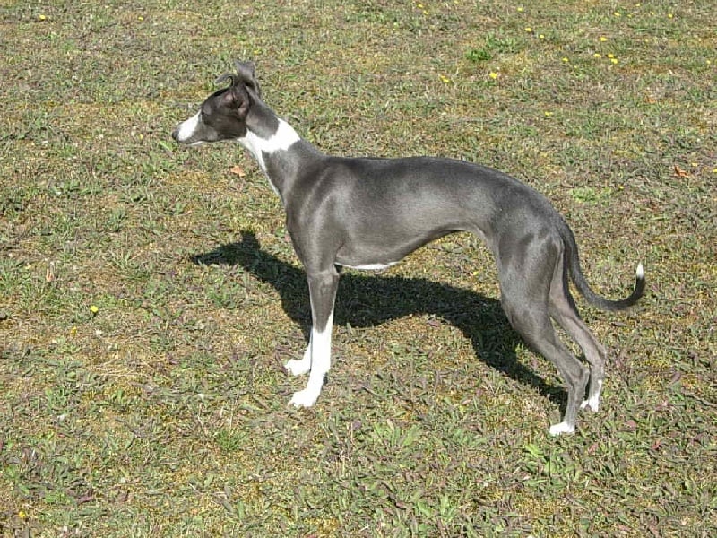 Publication : de la croisée des Anges Auteur : J. Challier