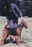 Étalon Airedale Terrier - CH. Aroxyo furst of castell