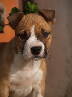 Étalon American Staffordshire Terrier - Ekitan du Parc de Combreux