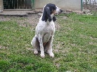 Étalon Ariegeois - Calinka Du Coteau De La Versenne