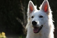 Étalon Berger Blanc Suisse - Luna de Luna