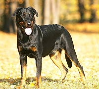 Étalon Berger de Beauce - CH. Viator optima fide