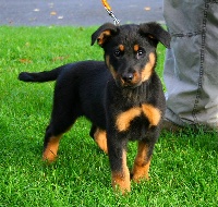 Étalon Berger de Beauce - Egregia des onze hermines