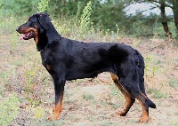 Étalon Berger de Beauce - CH. Caeleste Des assiers