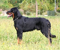 Étalon Berger de Beauce - CH. Ardor Des assiers