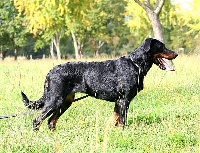 Étalon Berger de Beauce - CH. Beluga Des assiers