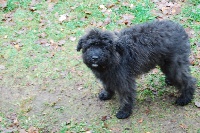 Étalon Bouvier des Flandres - Ellen de la plaine des flandres