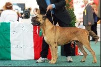 Étalon Cane Corso - CH. Demon (Sans Affixe)