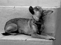 Étalon Chihuahua - Hîra (Sans Affixe)