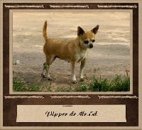 Étalon Chihuahua - Pipper de mr ed'
