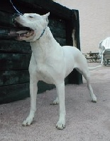 Étalon Dogo Argentino - Una blanca De los felinos blancos