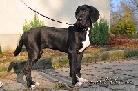 Étalon Dogue allemand - Zoretera Quel'Thalas