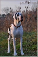 Étalon Dogue allemand - CH. Luce (Sans Affixe)