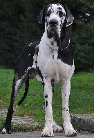 Étalon Dogue allemand - CH. Cala'quessir De misandre