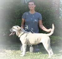 Étalon Dogue de Majorque - CH. Onassis Itaka r.j. osanna