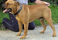 Étalon Dogue de Majorque - CH. de balearicus Da Silva