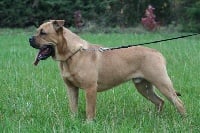 Étalon Dogue de Majorque - Hurricane von zillion