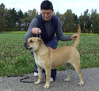Étalon Dogue de Majorque - Aqilah Brillante De Puras Aguas (Sans Affixe)