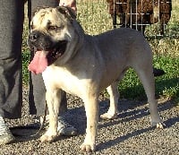 Étalon Dogue de Majorque - CH. Nadal Estevez r.j. osanna