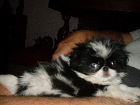 Étalon Epagneul Japonais - Ehho dolce gabbana du Bouddha du soleil levant