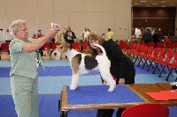 Étalon Fox Terrier Poil Dur - Denfer Du clos des amoureux