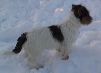 Étalon Jack Russell Terrier - Idole du Blason de l'Ourse