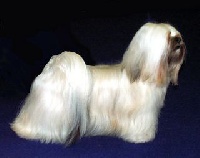 Étalon Lhassa Apso - CH. Atisha de la tour des vigiles