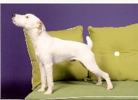 Étalon Parson Russell Terrier - Semper Fi Donnie darko
