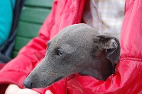 Étalon Petit Levrier Italien - CH. Annabella il vento italiano