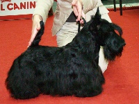 Étalon Scottish Terrier - CH. Diamant noir du manoir des presles