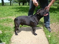 Étalon Staffordshire Bull Terrier - Diégo de dogs man crew