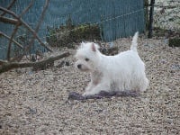 Étalon West Highland White Terrier - Bimbo de la fontaine caillou