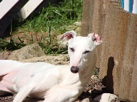 Étalon Whippet - Destinee catgys de la Vallée des Baronnies