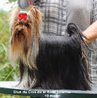 Étalon Yorkshire Terrier - Diva Du clos de la belle heloise